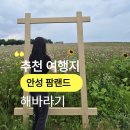 할리스안성팜랜드점 | 안성 팜랜드 해바라기 지금 피었을까? 현재 개화상태 직접 확인 다녀 온 후기