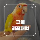 리프패럿광진구