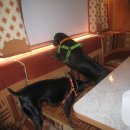 코코팬션 이미지