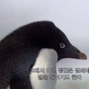 참숯폭탄돼지구이도량점 이미지