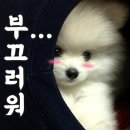 표나개 반려애견 미용실 이미지