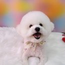 펫살롱 꽃단장 이미지