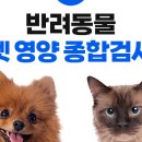 더케어벳 네이버블로그