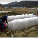 (4월 11일) 당귀 파종, 대파 모종 심기, 얼갈이 밭에 한냉사 치기 이미지