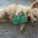 Happy 애견샵 | [안성 애견미용] 땡큐베리멍치: 만족도 200%! 겁 많은 아이도 스트레스 없이