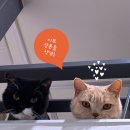 pet06더0944 | 굿포펫 연어 트릿, 냥이도 멍이도 한입에 쏘옥! 동결건조간식 찐리뷰 + 인스타그램 이벤트 소식