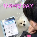 멍문대 애견유치원 이미지