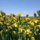 거창창포원 이미지