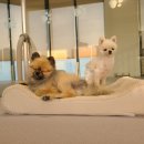 개린이 유치원 이미지