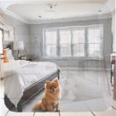 말티즈하우스 | 대화동 말티즈분양 똑똑하게 알아보는 비결