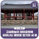 칠석동 고싸움센터 앞 | 고싸움놀이 테마공원에 피어나는 매화꽃 향기와 새 봄