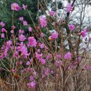 진달래펜션 이미지