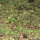 아우아(aua) 이미지