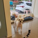 애견미용실 이미지