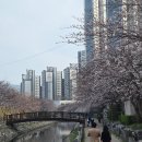 한솥도시락 영도동삼점 | 영도 김밥 태종대김밥 포장 후 벚꽃 피크닉 추천