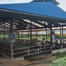 추석연휴 프로그램 - 겨울왕국 2 | 아이와 보령 캠핑타임 2일차 | 우유창고 체험장 방문 후기(예약방법)