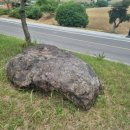 송정리 고인돌 이미지