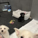 꽃길걷개 | [솔직후기 ] 남부터미널 애견카페 꽃길걷개 다녀왔어요! | 강남역 애견카페