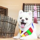 살롱드몽몽 | 율하 살롱드몽몽 : 강아지에 진심인 김해 장유 율하 애견미용