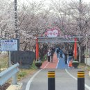 신양리 | 음성생극 응천십리벚꽃길 개화만개시기 언제? 지금 상태·야경·주차·야시장까지 총정리