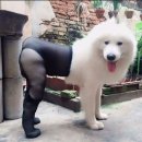 폭군피시방 이미지