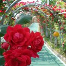 장미꽃길 2 이미지