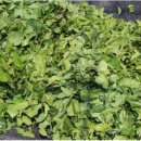 꾸지뽕나무-꾸지뽕 효능과 먹는 방법 이미지