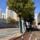 베이비숑 그루밍 이미지