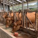 치열목장 이미지