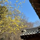 (주)고택 | 충남 봄꽃 명소 / 아산 현충사 매화 개화 상태 / 3월 넷째주 방문 후기