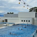 씨~월드 | 고베 아기랑 갈만한곳 추천 스마씨월드 돌고래쇼&amp;범고래쇼 대만족!