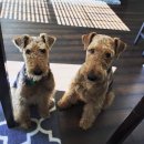 견종 소개 (9) [에어데일 테리어] (Airedale Terrier) 이미지