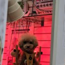 더독 동물병원 이미지