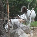 보아농장 이미지