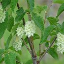 유럽 홉서어나무 [European hop-hornbeam, 오스트리야 카르피니폴리아 (Ostrya carpinifolia)] 이미지