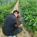 괴산군농업기술센터 이미지