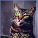 시온동물병원 이미지