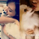 뽀뽀애견 이미지