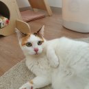 고양이 미용& 호텔 우연히, 캣 이미지