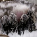 웜벳동물병원 이미지