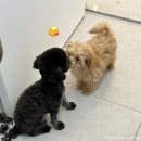 신길S동물의료센터 이미지