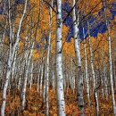 자작나무 이미지