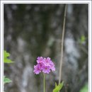 앵초 - 유성구 엑스포로 488 | 앵초