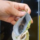 봉구스밥버거(상동중앙점) | 봉구스밥버거 메뉴 - 햄에그봉순이 칼로리 | 상동중앙점 | 추천