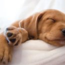 24시김승현외과동물메디컬센터 이미지