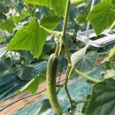 석주농장 이미지