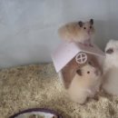 우다다햄쮸 이미지