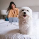 아마존펫 이미지