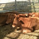 김영섭 농장 이미지