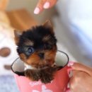 스누피독 miniteacuppuppy 이미지